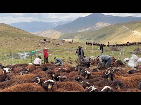 KUZULARIN KIRKIMI BİTTİ- CESUR'UN DURMAYAN KUZULARLA