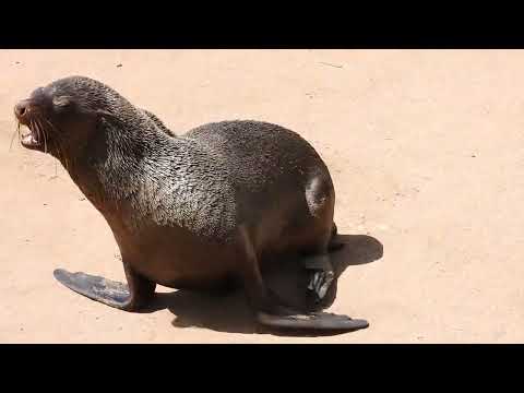 Baby seal trying to clamber over a rock