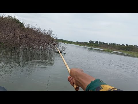Só bastava o lambari cair na água a boia afundava Pescaria