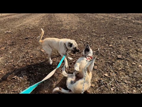 SERT VE ASABİ DİŞİ KÖPEK
