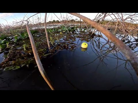 Pescaria de tucunaré gigante na varinha de mão tiramos o