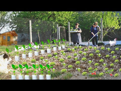 Planting First Seedlings to our Garden! & Cooking Ramadan