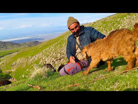 KURTLAR 100 KOYUNU TELEF ETMİŞ —OĞLAK ÇOBAN İLİŞKİSİ
