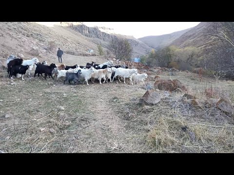 SÜRÜDEKİ KEÇİLER KAYBOLDU GECE BOYUNCA ARADIK