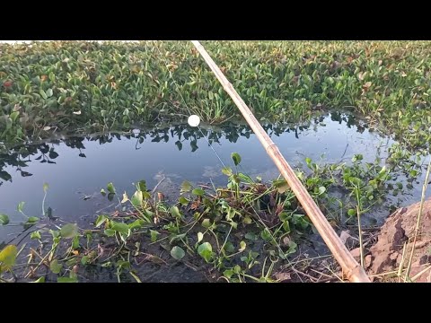 Pescaria Raiz tucunaré traíra e Oscar atacando a isca viva