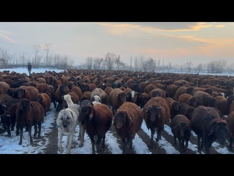 KÜÇÜK SARSE KAZA GEÇİRDİ - SON GELİŞMELER