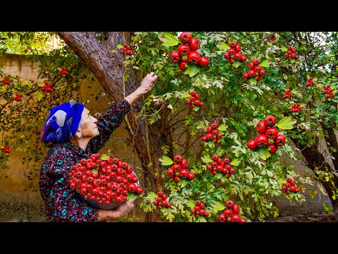 Collecting Hawthorn Berries From Garden and Making Hawthorn
