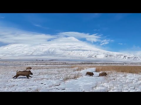 AĞRI DAĞININ ETEĞİNDEKİ DOMUZLAR- YAYLA KİRALAMA İÇİN