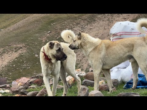 KÖPEKLER ARASINDAKİ YENİ GÜÇ DENGESİ- YENİ KEŞİFLER