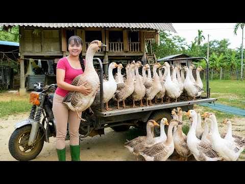 Buying Big Farm Geese For Market Sell Caring For Pigs &