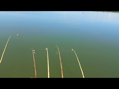 Pescaria de tilápia piaba e porquinho no Rio marinheiro
