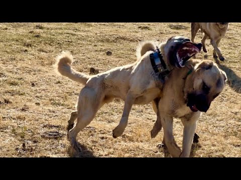 BİR ANDA ORTALIK KARIŞTI—KURTLARIN SALDIRI TAKTİĞİ BOŞA