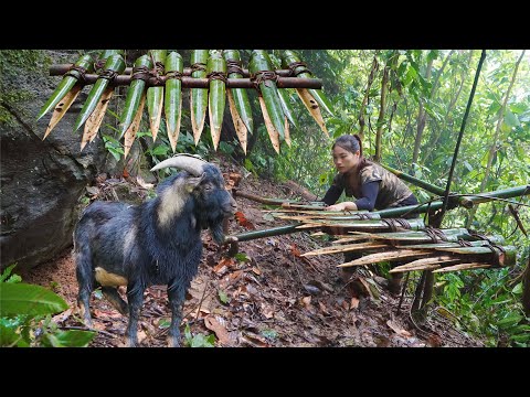 200 days of survival in the wild, trapping wild goats,