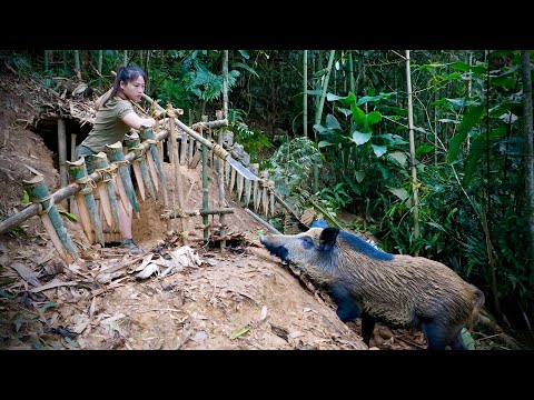 Wild boars attack shelters; how to set traps for wild boars