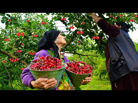 10000 CHERRIES! HARVESTING CHERRY AND MAKE JAM AND COMPOTE