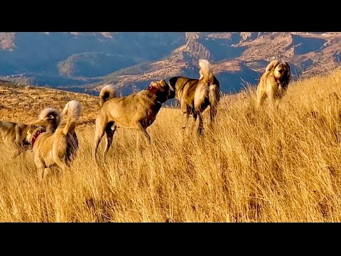 SÜRÜ KÖPEKLERİ KARŞI KARŞIYA GELİNCE GERİLİM ARTI(9 gün)