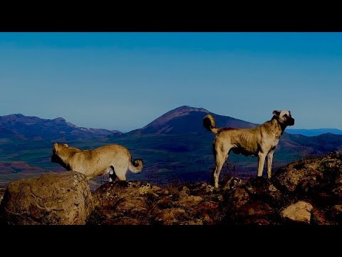 KÖPEKLERİMİZİN GECE PERFORMANSI NASIL--HAYVANLARIMIZ İÇİN