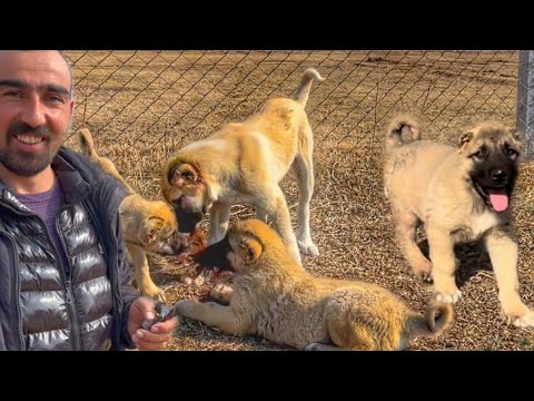YAVRU KÖPEKLERİMİZİN YENİ İMAJLARI--KUZULARA AŞI YAPIYORUZ