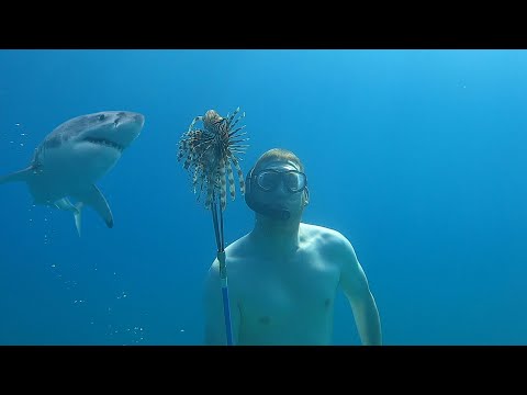 Invasive Fish Catch & Cook - Spear Fishing Lionfish with my