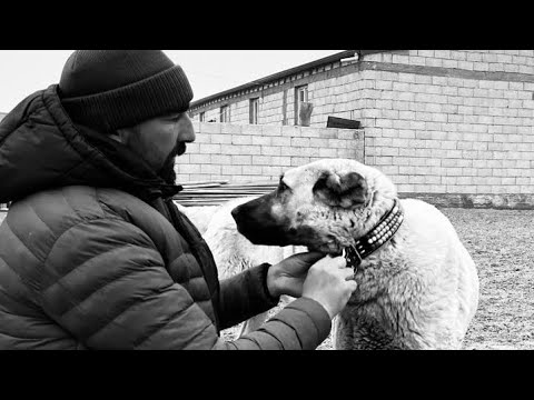 ACI KAYIP - SARSILMAZ ÖLDÜ