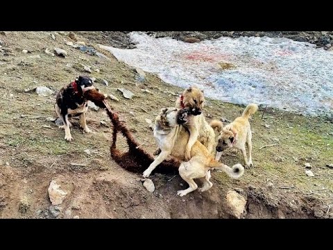 BOZO BÜTÜN KÖPEKLERE KAFA TUTUYOR - DOLU YAĞIŞI MAHVETTİ