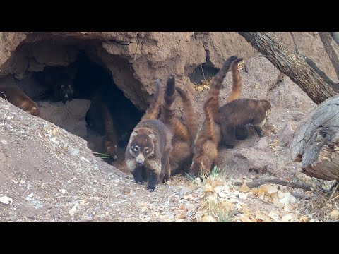 Coatimundi at the lion Cave DANGER???