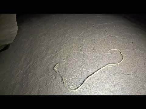 Ancient Snake Fossil Discovered 3 Miles Back In The Cave