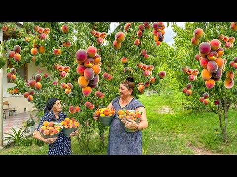 Harvesting Fresh PEACHES and Making Peach Juice and Pie