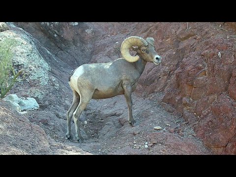 Desert Wildlife, including BIGHORN SHEEP