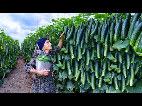 Harvesting Cucumbers | Pickle Making and Lemon Chicken