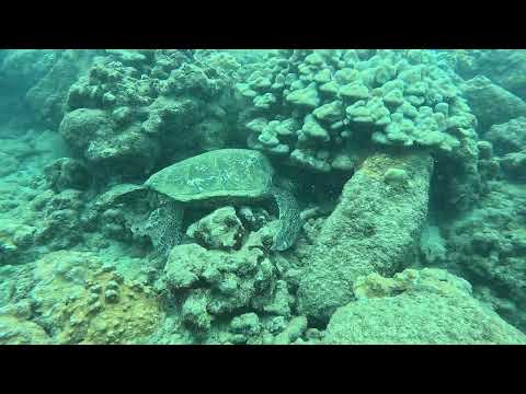Turtle nap at Koloa Landing - Kauai - August 2026