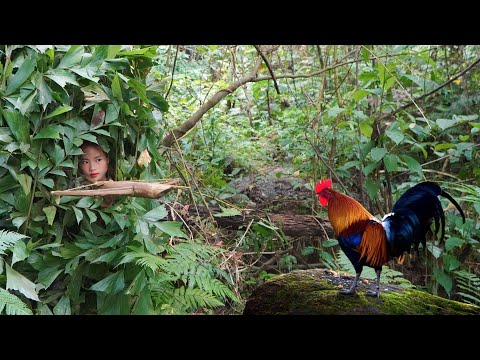 Follow the trail of wild chickens, set traps to catch them,