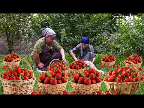 Harvesting Fresh Strawberry | Making Strawberry Jam and Cake