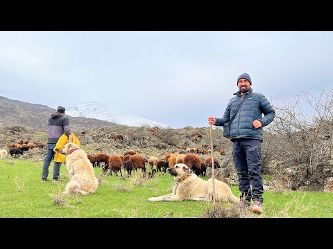 GÖÇ SEZONU BAŞLADI—AĞRI DAĞINA GİDİYORUZ