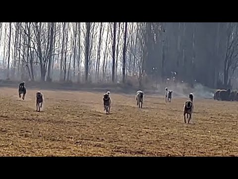SERDAR ABİ 20 KUZU ALDI- BENİ TANIMAYINCA ÜSTÜME GELDİ