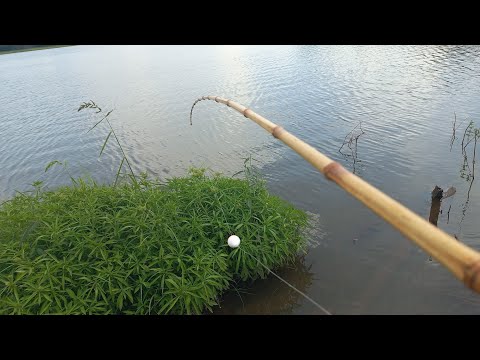 Usei tilapia de isca veja só o tamanho da gigante que