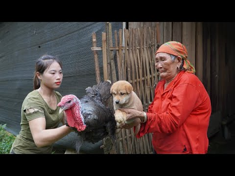 Trap turkeys, bring turkeys to the village to sell and