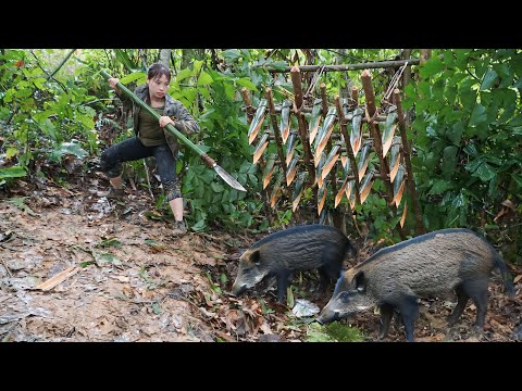 trap making skills, to trap wild boars, survival in the