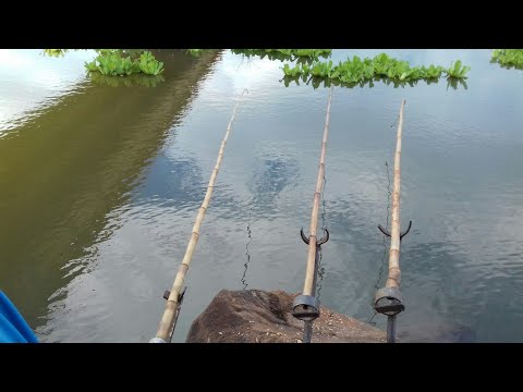 pescaria de tilapia selvagens p 2 Rio marinheiro cardoso