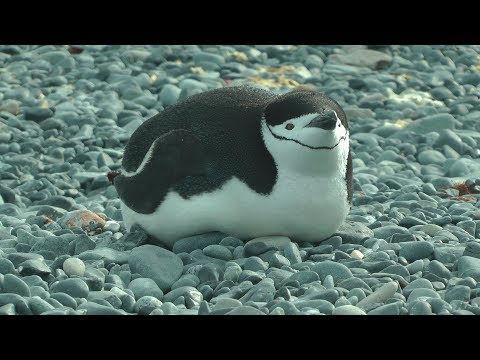 Chinstrap Penguins, Half Moon Island