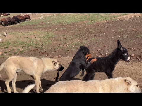 KÖPEKLER VE ÇOCUKLAR SIPA İLE OYNUYOR--ÇOCUKLAR ARABAYA