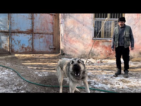AZ KALSIN YİNE ISIRILIYORDUM BEŞO,HIRÇO VE SARSILMAZ EVE