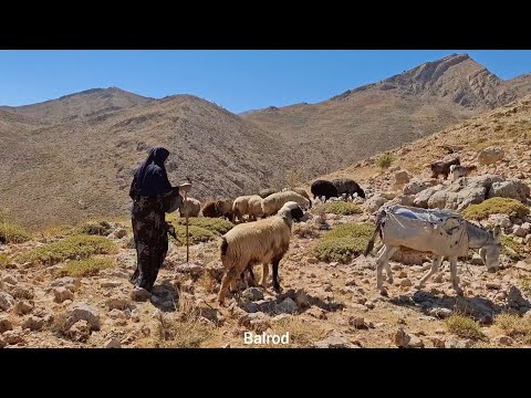 Iran nomadic life: Maryam and herding sheep, a story of