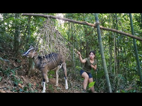 Traces of wild goats discovered, trap making skills to