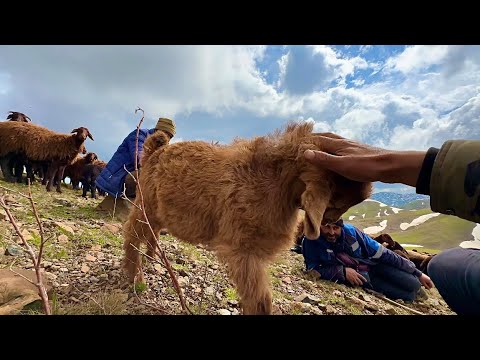 YARAMAZLIK YAPAN OĞLAK - DUMAN GELİNCE KOYUNLARI TOPLADIK