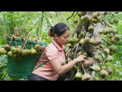 FULL VIDEO : 150 Days of Harvest, Fruit Garden, Cucumber,