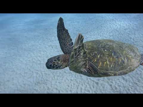 Blackrock Diving Day 2 Maui, Hawaii May 2026