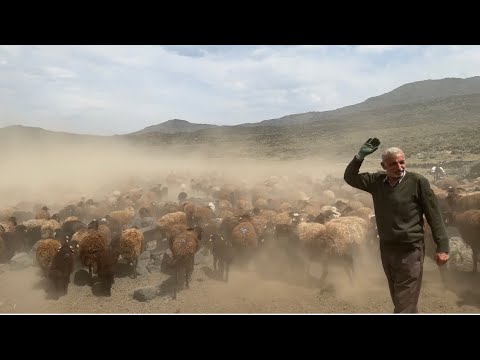 TOZLU HAVA - DAĞLARA ÇIKMADAN 900 KUZUYU İLAÇLADIK - (2