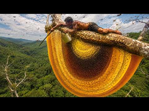 The extremely dangerous journey to hunt for giant wild