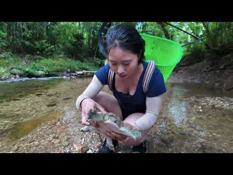 Catching carp from the village pond and taking them to the